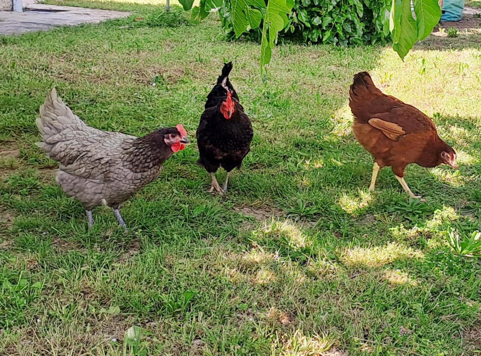 Les Gites De Lescurou Limogne-en-Quercy Bagian luar foto